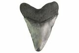 Fossil Megalodon Tooth - Georgia #144327-1